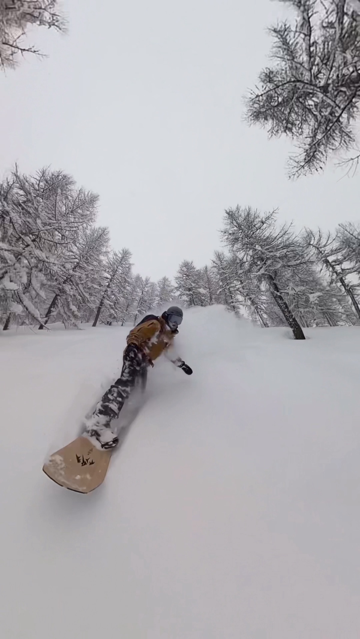 Rider in curva nel deep powder tra i larici, con la tavola Jones sotto i piedi